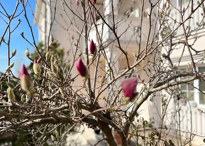 Monika * Белград